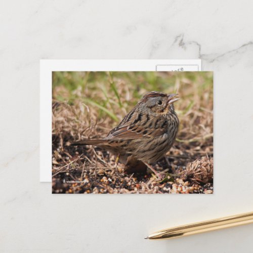 Cute Spunky Lincolns Sparrow Songbird Postcard