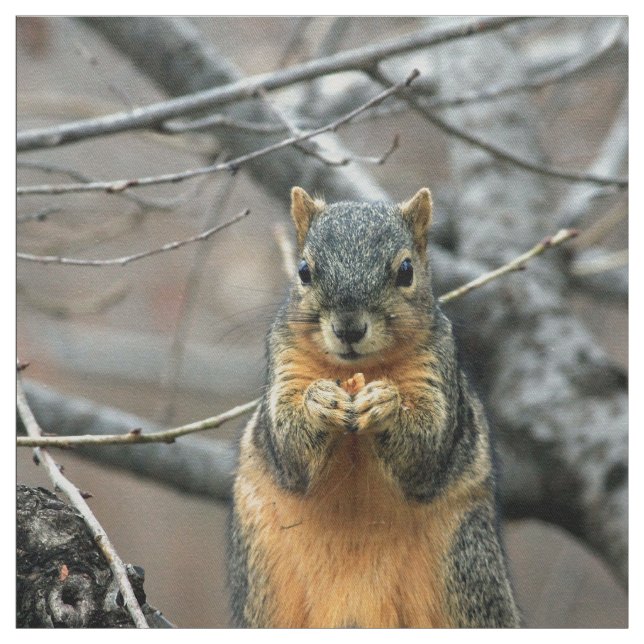 Cute squirrel and his nut fabric (Swatch)