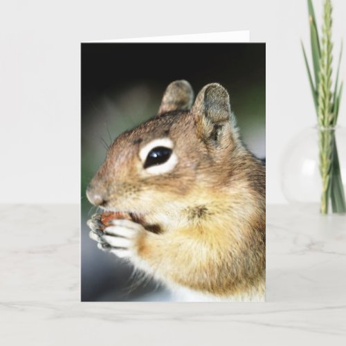 Cute Squirrel Close_Up Card