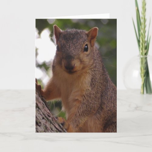 Cute Squirrel Close Up Nature Photography Card