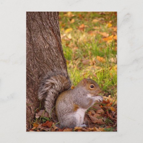 Cute Squirrel Close Up Post Card