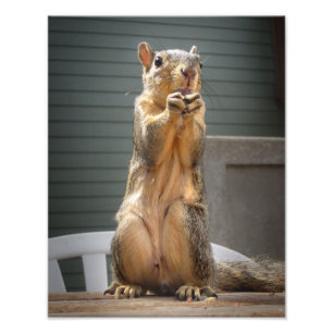 Cute Squirrel Closeup with Nut 3 Photo Print