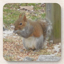 Cute Squirrel Coaster Set.