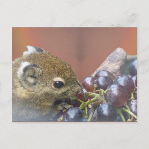 Cute Squirrel DIY Postcard