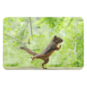 Cute Squirrel Doing Tai Chi Magnet