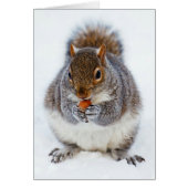 Cute Squirrel Eating a Nut Photo (Front)