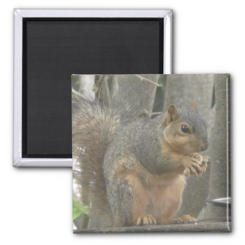 Cute Squirrel Eating a Nut Photo Magnet