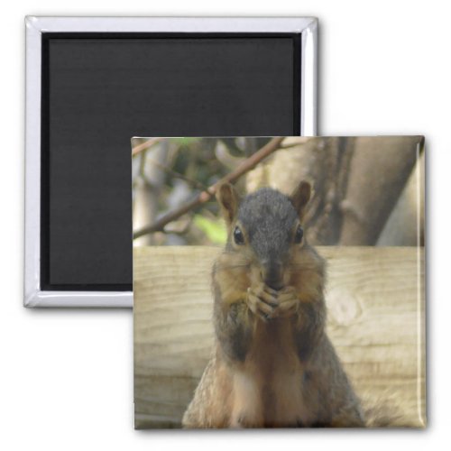 Cute Squirrel eating Nut Photograph Kitchen Magnet