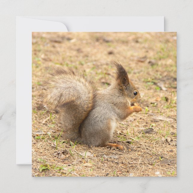 Cute squirrel eats a nut photo (Front)