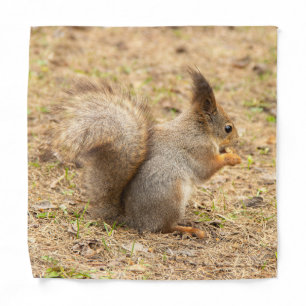 Cute squirrel eats a nut photo bandana