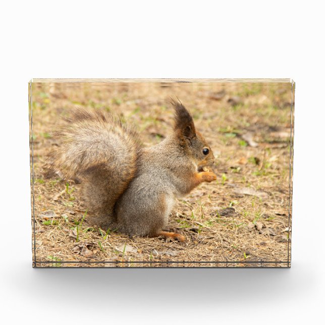 Cute squirrel eats a nut photo block (Front)