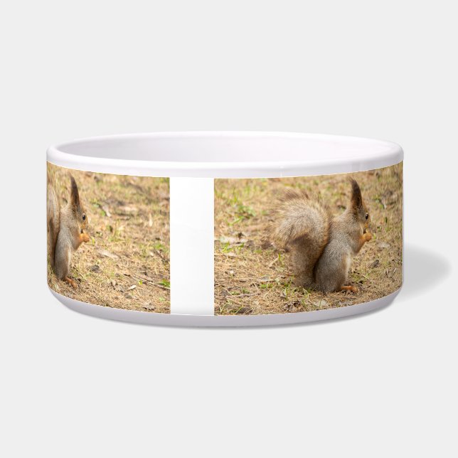Cute squirrel eats a nut photo bowl (Right)