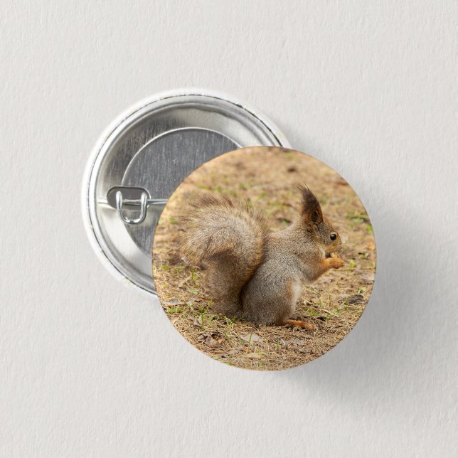 Cute squirrel eats a nut photo button (Front & Back)