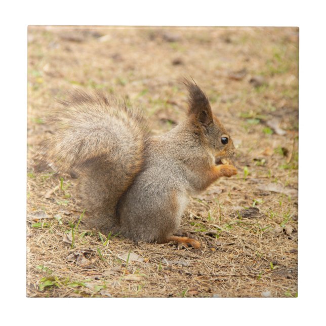 Cute squirrel eats a nut photo ceramic tile (Front)