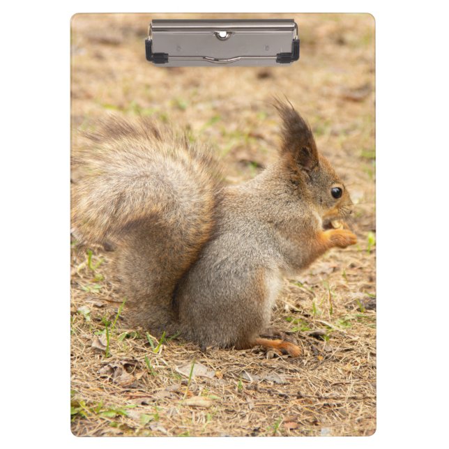 Cute squirrel eats a nut photo clipboard (Front)