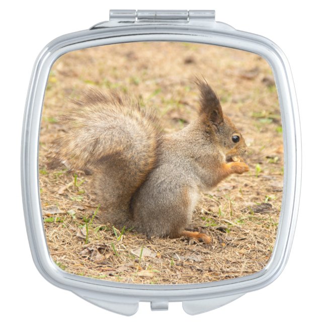 Cute squirrel eats a nut photo compact mirror (Front)