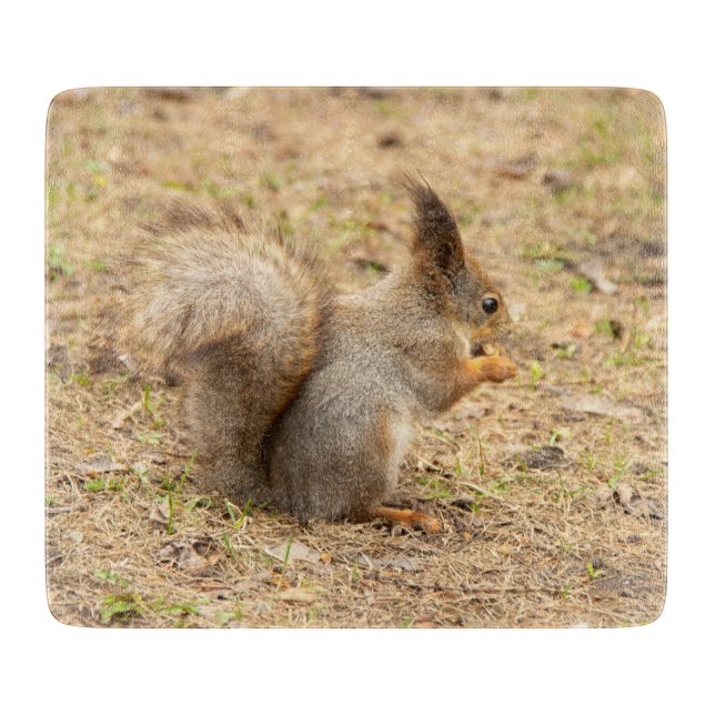 Cute squirrel eats a nut photo cutting board (Front)