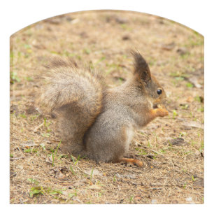 Cute squirrel eats a nut photo door sign
