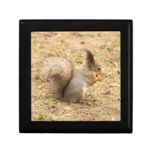 Cute squirrel eats a nut photo gift box