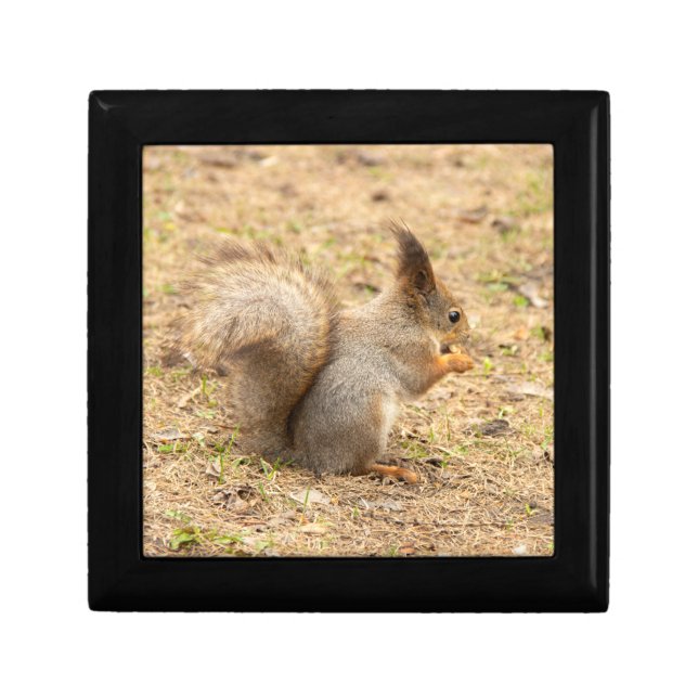Cute squirrel eats a nut photo gift box (Front)