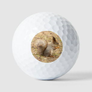 Cute squirrel eats a nut photo golf balls