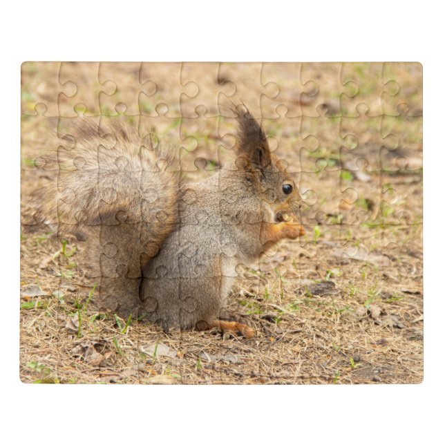 Cute squirrel eats a nut photo jigsaw puzzle (Puzzle Horizontal)