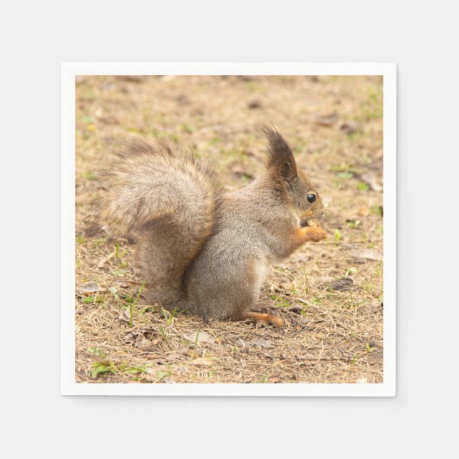 Cute squirrel eats a nut photo napkins (Front)