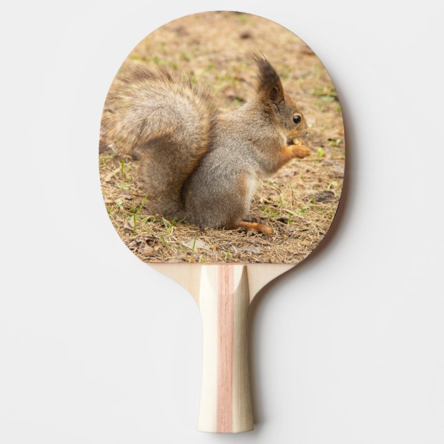 Cute squirrel eats a nut photo ping pong paddle (Front)