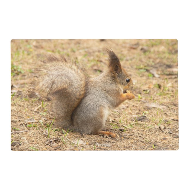 Cute squirrel eats a nut photo placemat (Front)