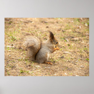 Cute squirrel eats a nut photo poster