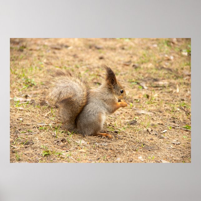 Cute squirrel eats a nut photo poster (Front)