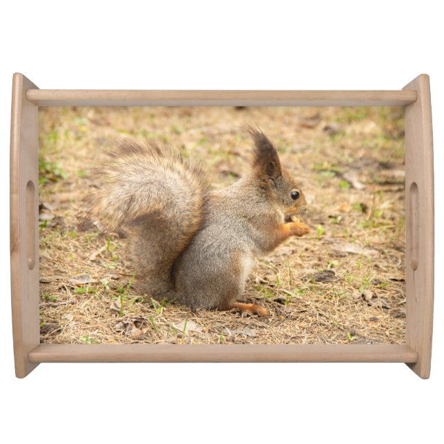 Cute squirrel eats a nut photo serving tray (Front)