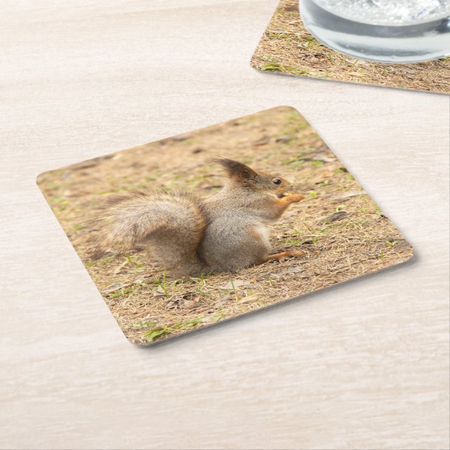 Cute squirrel eats a nut photo square paper coaster (Angled)