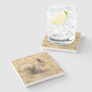 Cute squirrel eats a nut photo stone coaster
