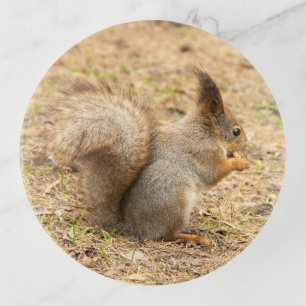 Cute squirrel eats a nut photo trinket tray