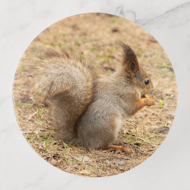 Cute squirrel eats a nut photo trinket tray (Front)
