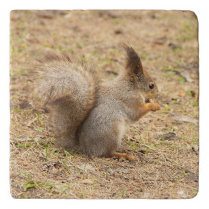 Cute squirrel eats a nut photo trivet