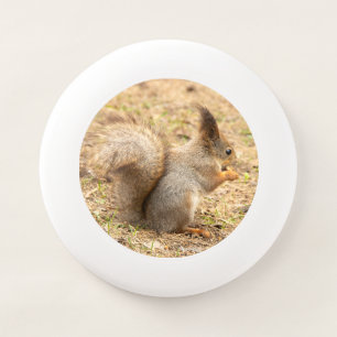 Cute squirrel eats a nut photo Wham-O frisbee