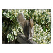 Cute Squirrel Greeting Card (Front Horizontal)