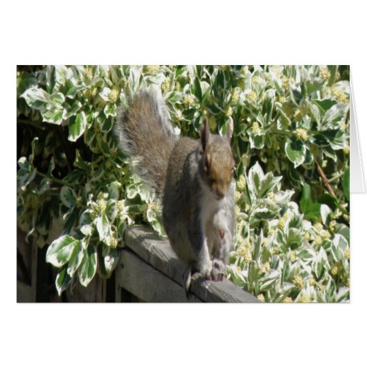 Cute Squirrel Greeting Card (Front Horizontal)