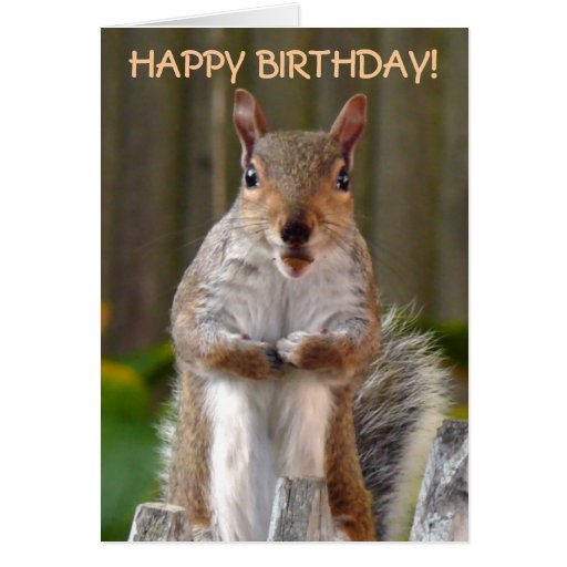 Cute Squirrel Happy Birthday Card | Zazzle