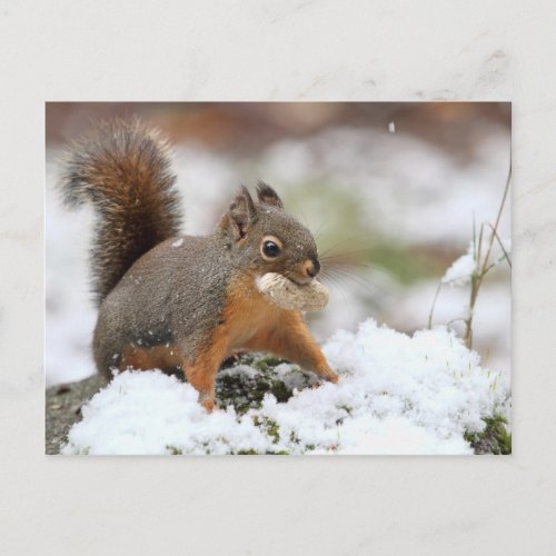 Cute Squirrel in Snow with Peanut Postcard