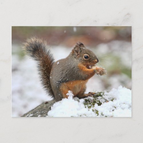 Cute Squirrel in the Snow Photo Postcard