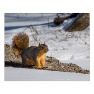 Cute squirrel in the snow  poster