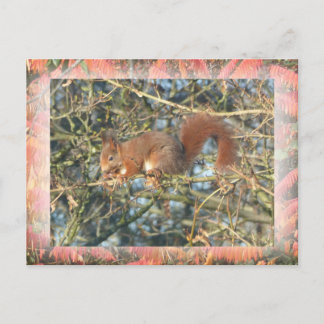 Cute Squirrel in Tree with Border DIY Postcard