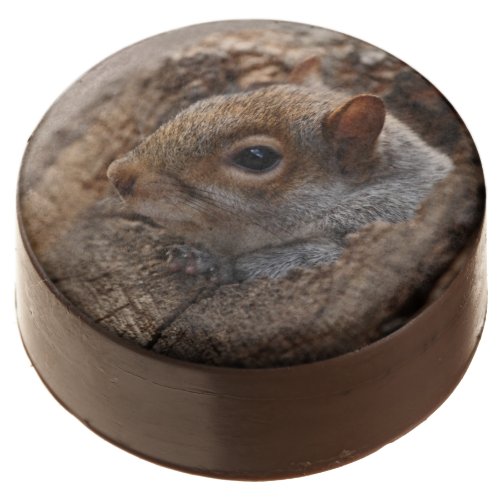 Cute squirrel looks out of her hole chocolate dipped oreo
