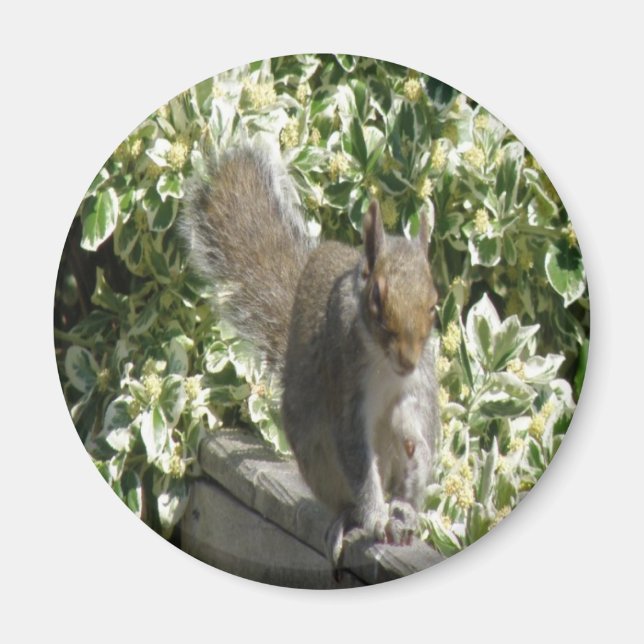 Cute Squirrel Magnet (Front)