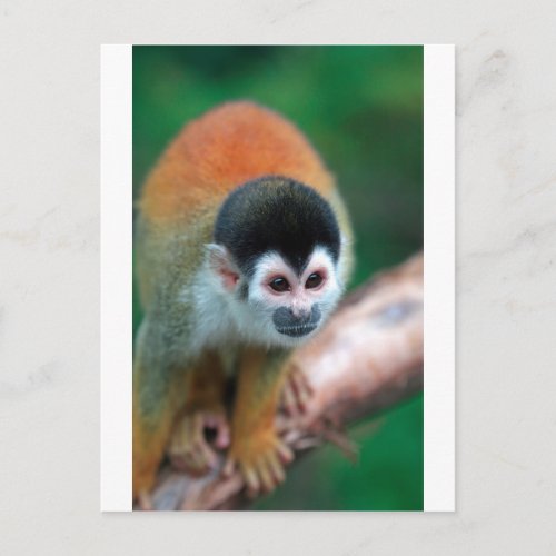 Cute squirrel monkey Panama tropical rainforest Postcard