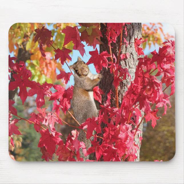 Cute Squirrel Mouse Pad | Zazzle