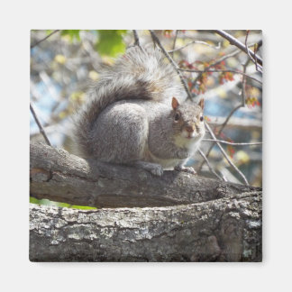 Cute Squirrel on a Branch Magnet